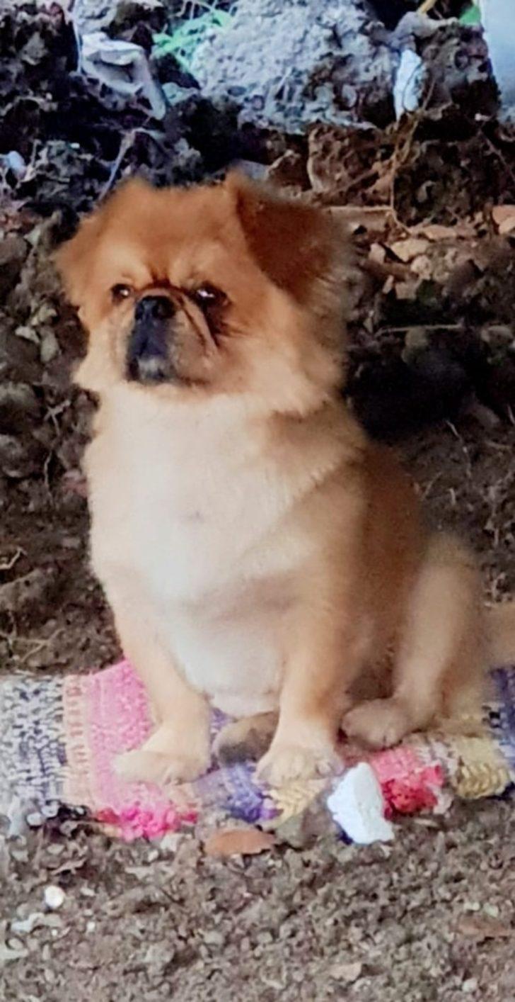 Kayıp köpeğini bulana ödül verecek G4