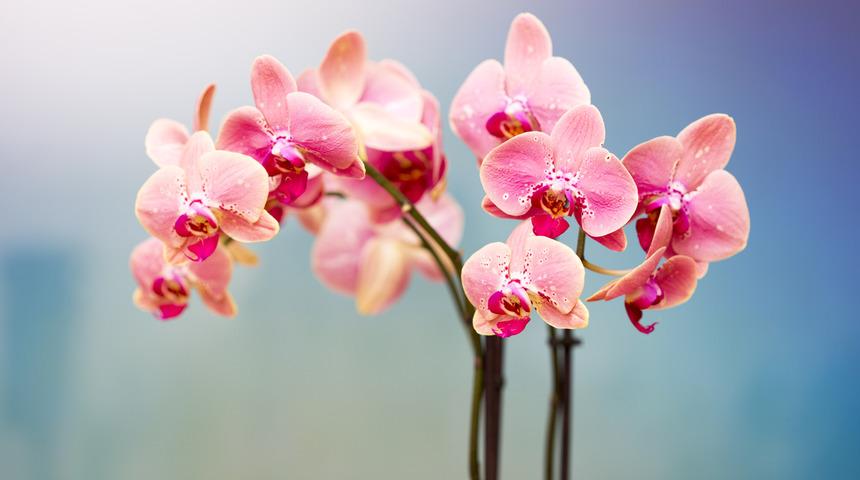 Orkide bakımı: Çiceklerinizi coşturacak en etkili yöntemler