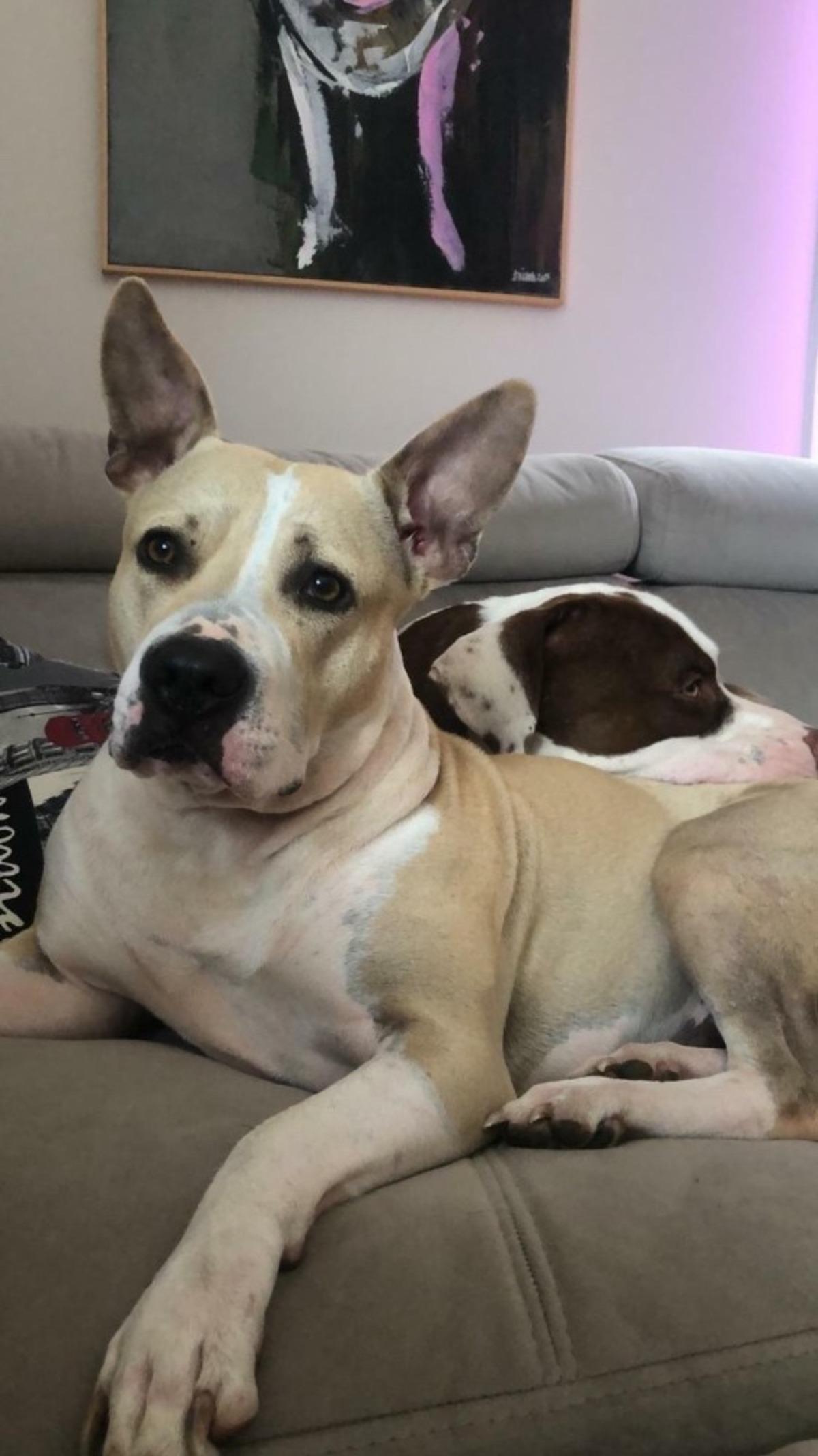 1 aydır kayıp olan iki k&ouml;peğinin bulunması i&ccedil;in seferber oldu