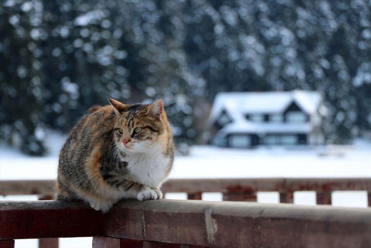 Gölcük Tabiat Parkı bembeyaz! G2