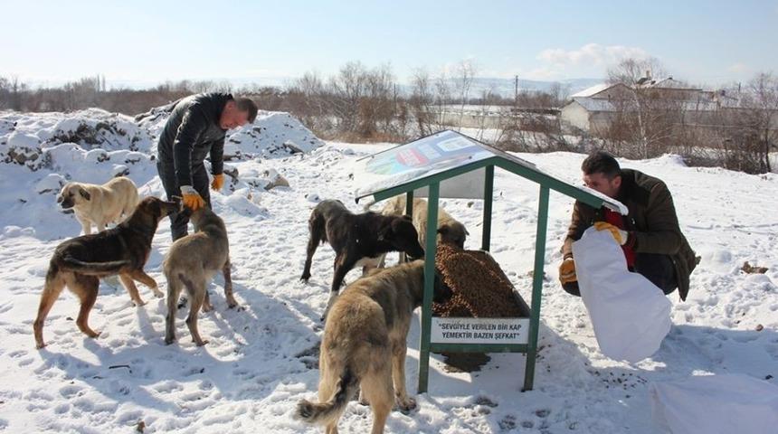 Belediyeden sokak hayvanlarına yem desteği