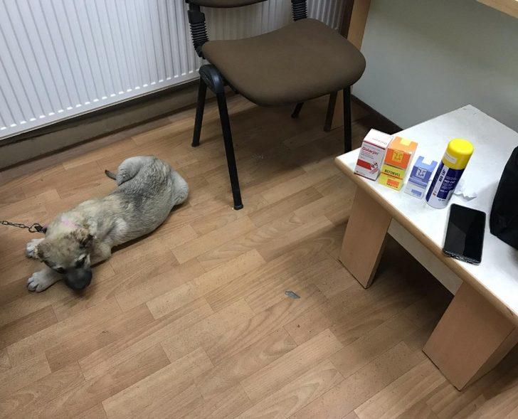 Kulağı kesilen köpek için sosyal medyadan yapılan çağrı yanıt buldu G1