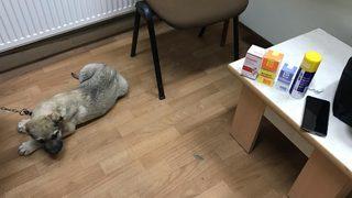 Kulağı kesilen köpek için sosyal medyadan yapılan çağrı yanıt buldu
