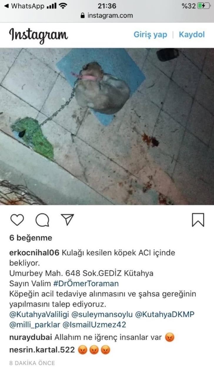 Kulağı kesilen köpek için sosyal medyadan yapılan çağrı yanıt buldu G2