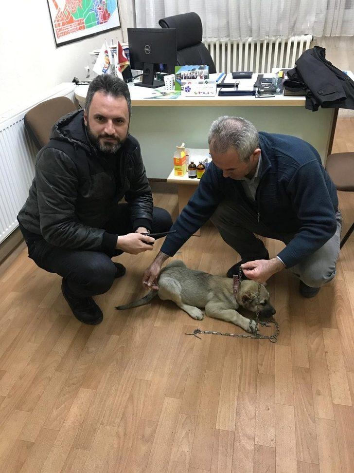 Kulağı kesilen köpek için sosyal medyadan yapılan çağrı yanıt buldu G4