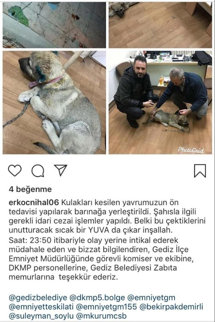 Kulağı kesilen köpek için sosyal medyadan yapılan çağrı yanıt buldu G3