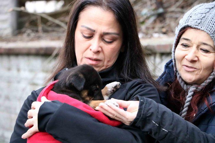 7 yavru köpek zehirlenerek öldürüldü, kurtulan yavruya sarılıp ağladılar G1