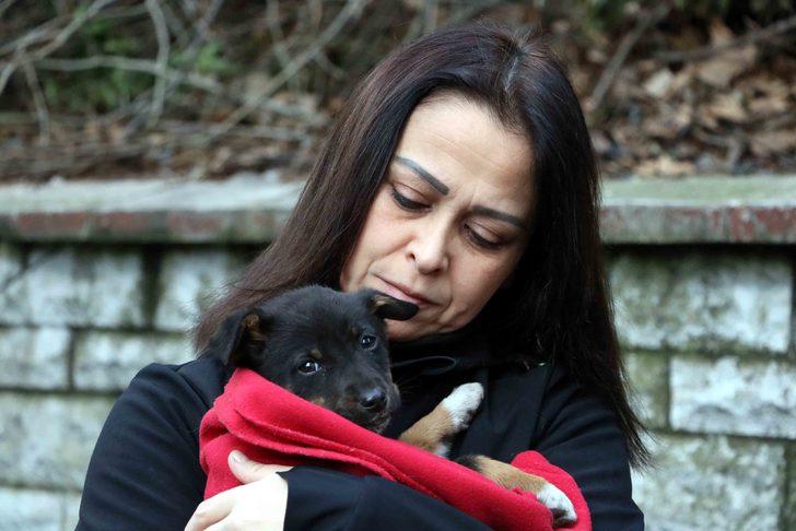 7 yavru köpek zehirlenerek öldürüldü, kurtulan yavruya sarılıp ağladılar G4