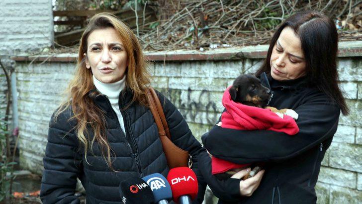 7 yavru köpek zehirlenerek öldürüldü, kurtulan yavruya sarılıp ağladılar G5