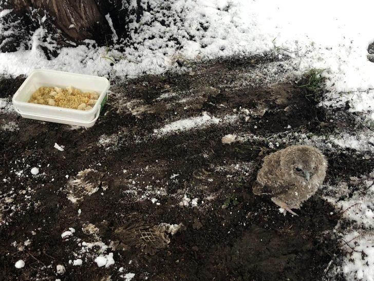 Yavru baykuşa gözü gibi bakıyor G2