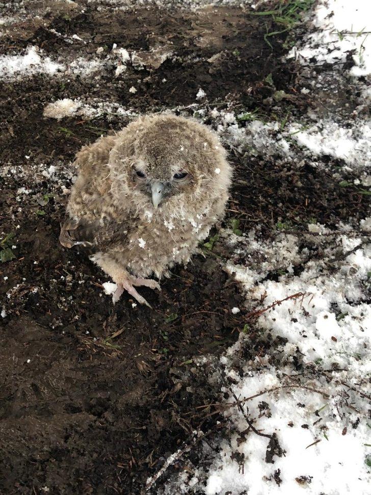 Yavru baykuşa gözü gibi bakıyor G4