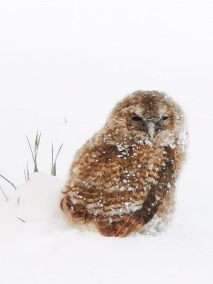 Yavru baykuşa gözü gibi bakıyor G5