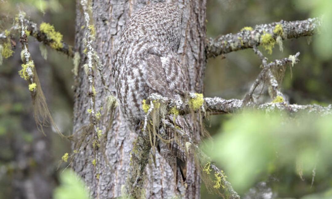 Kamufle ustası baykuşu fark edebildiniz mi?