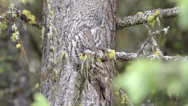 Kamufle ustası baykuşu fark edebildiniz mi?