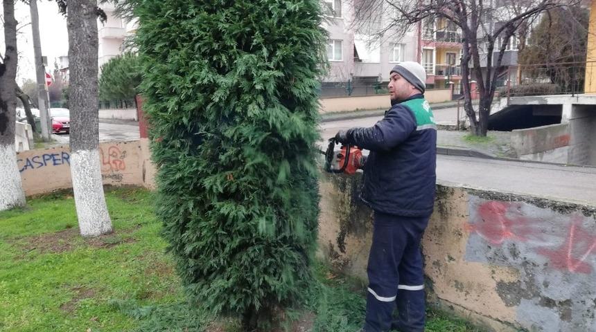 K&ouml;rfez&rsquo;de budama &ccedil;alışmaları s&uuml;r&uuml;yor