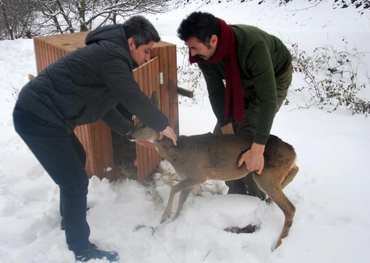 Yaralı karaca tedavisinin ardından doğaya bırakıldı