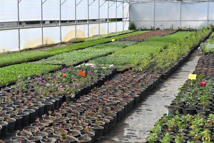 Aromatik bitki yetiştiriciliği kursu başvuruları başlıyor G1