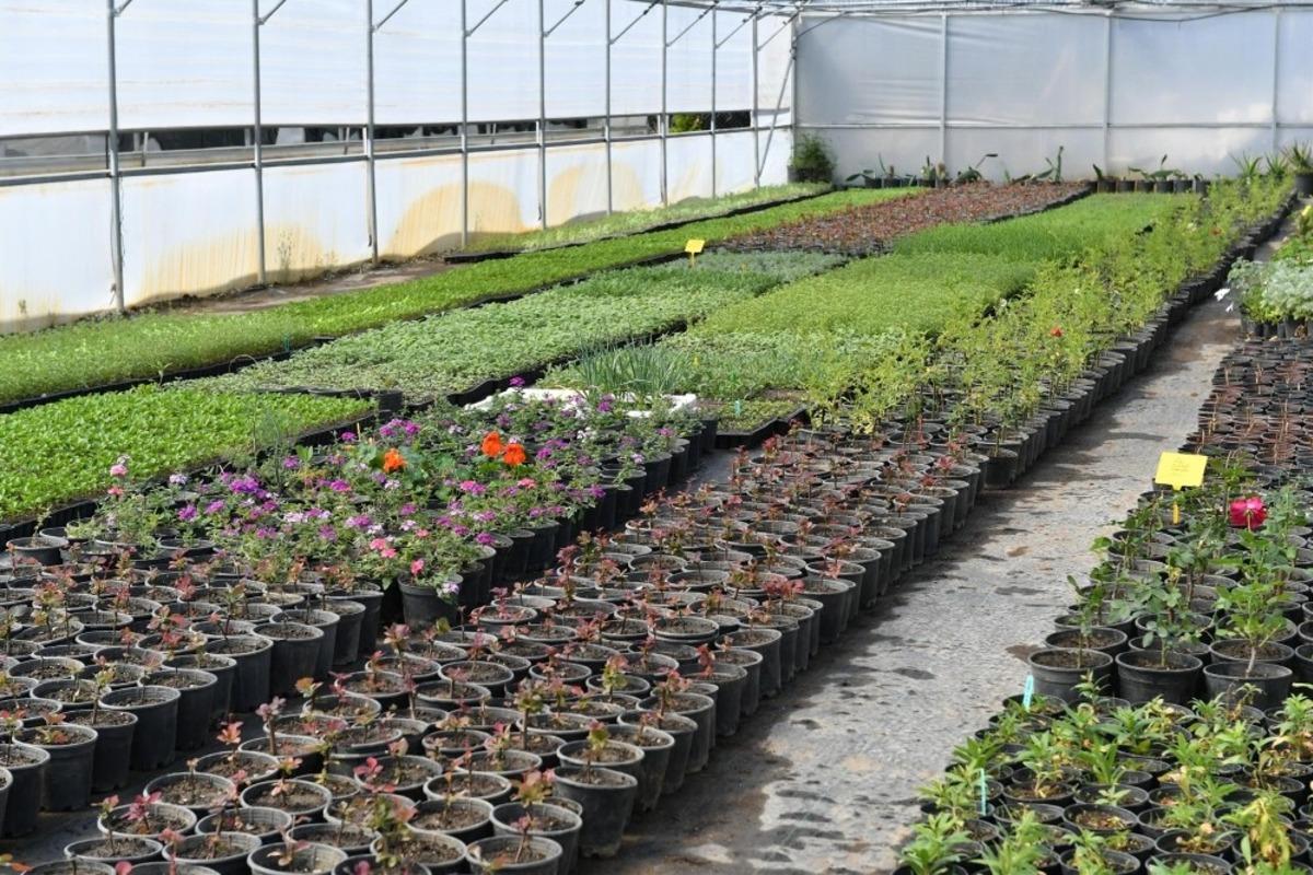 Aromatik bitki yetiştiriciliği kursu başvuruları başlıyor