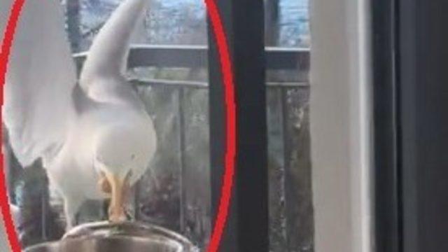 Martının tencere kapağını gagasıyla açarak kapuska yemesi kamerada