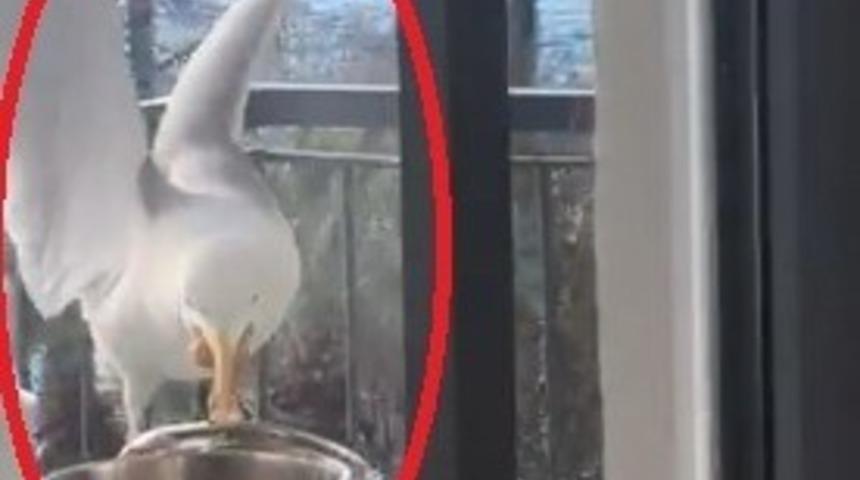 Martının tencere kapağını gagasıyla a&ccedil;arak kapuska yemesi kamerada