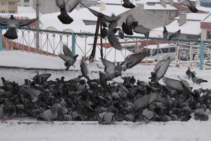 Tosyalı Esnaflar Kuşlara Yem Bıraktı G4