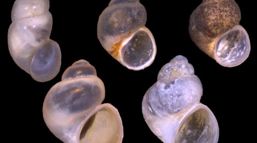 G&ouml;k&ccedil;eada&rsquo;da keşfedilen t&uuml;rler d&uuml;nya literat&uuml;r&uuml;ne girdi