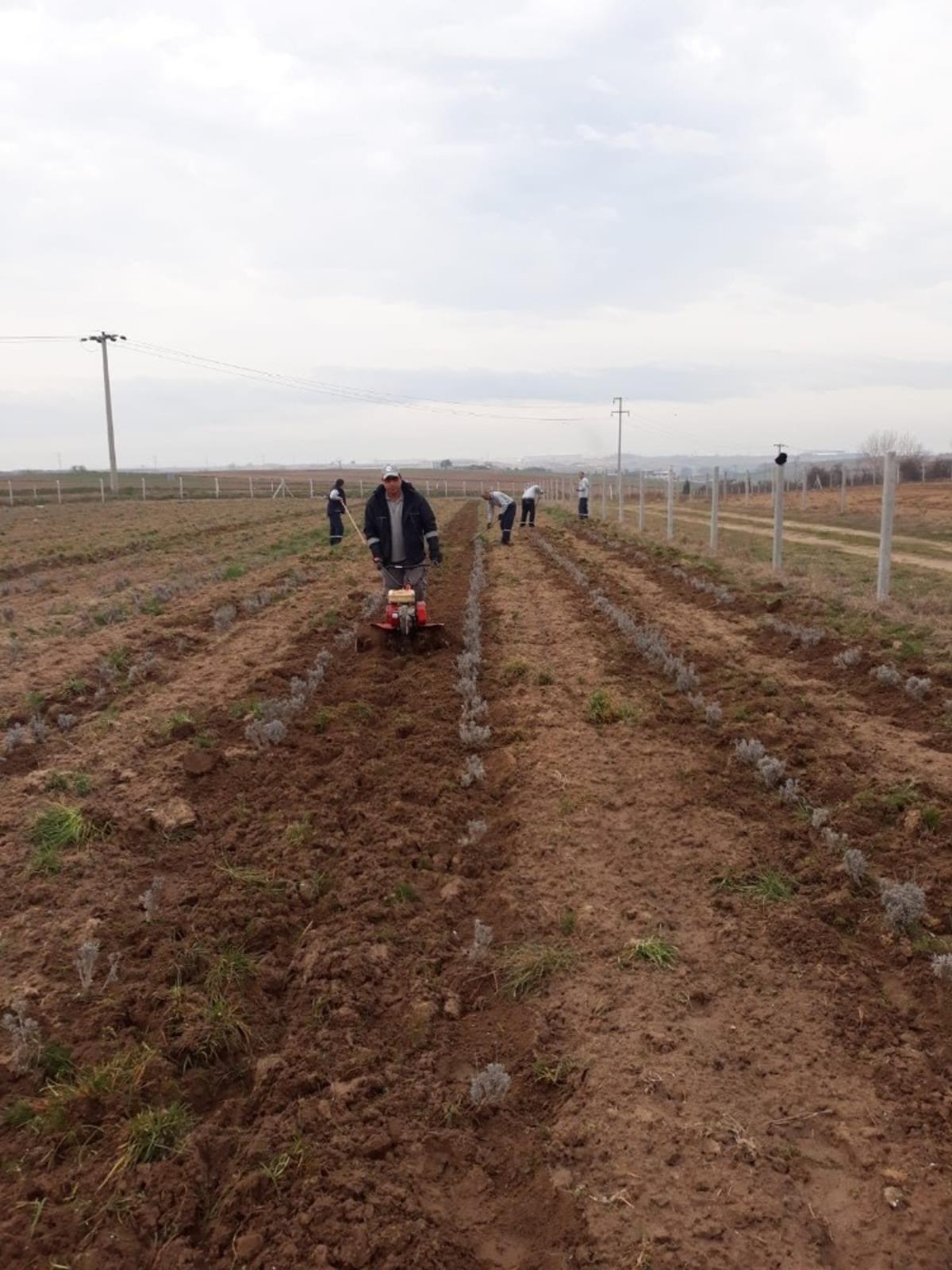 Ergene&rsquo;de lavanta bah&ccedil;eleri hazırlanıyor