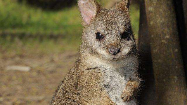 Küçük bir kanguru türü olan valabi de tehdit altında
