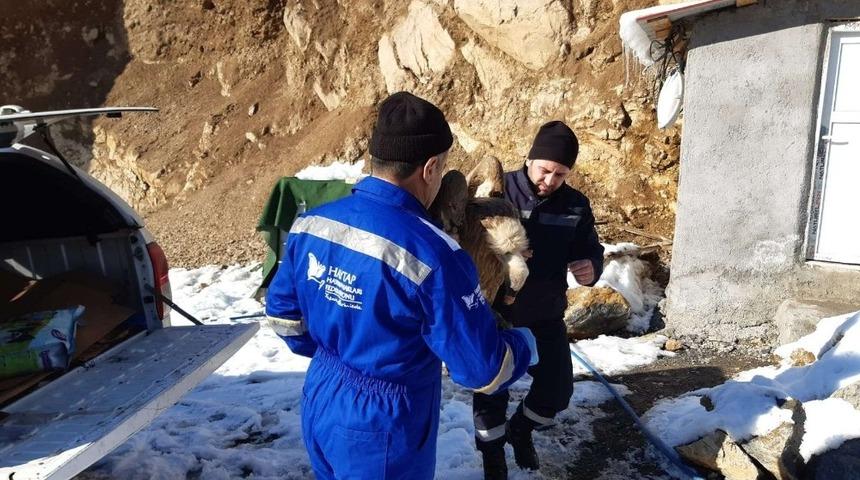 Yaralı kızıl akbaba tedavi altına alındı