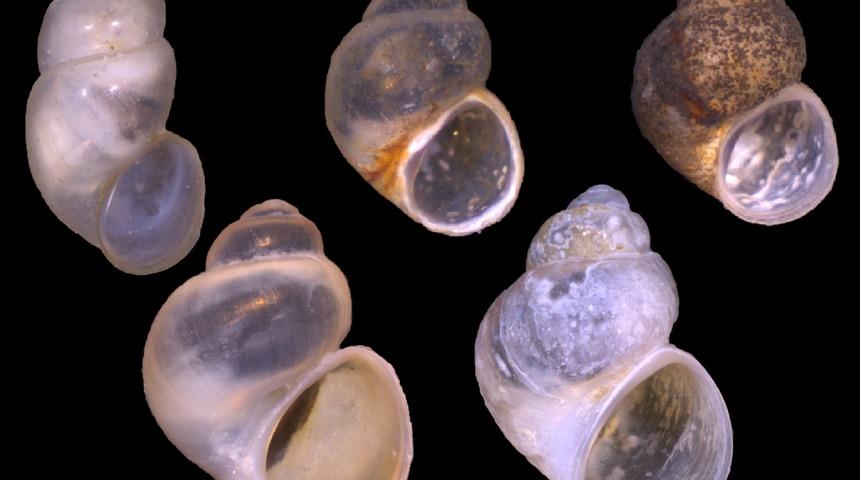 Gökçeada’da 4 yeni sucul salyangoz türü tespit edildi