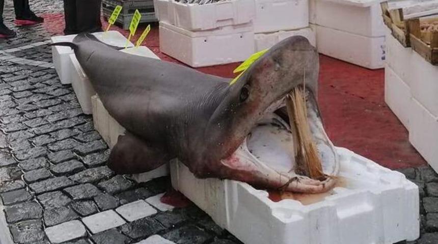 150 kiloluk camgöz cinsi köpek balığı ilgi odağı oldu