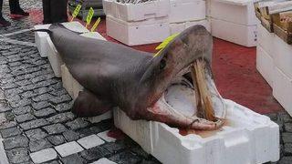 150 kiloluk camgöz cinsi köpek balığı ilgi odağı oldu