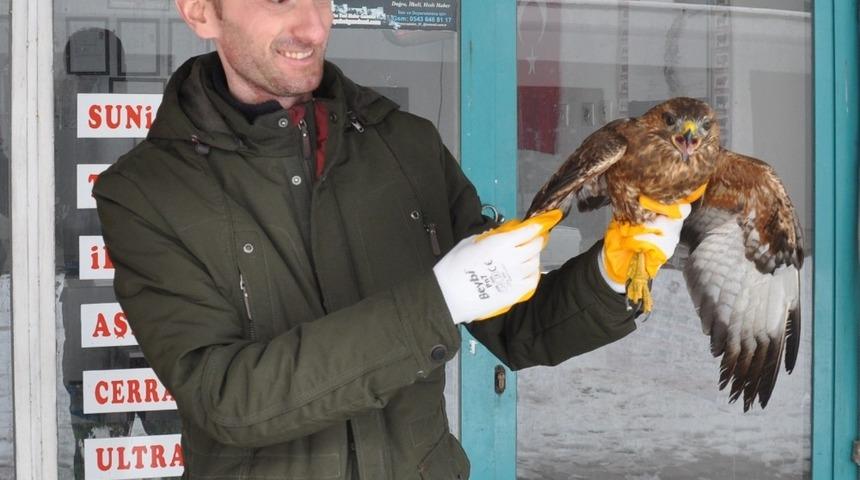 Yaralı şahine sahip çıktı