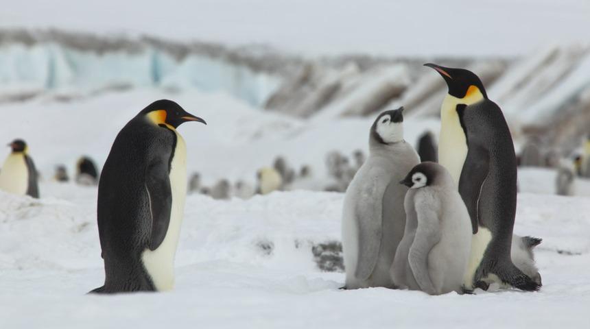 Penguenler de insanlar gibi konuşuyor!