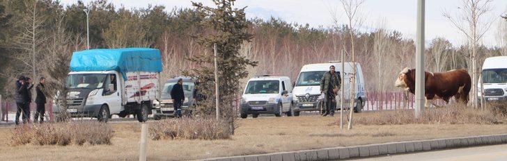 Sahibinden kaçan 1 tonluk boğa ortalığı birbirine kattı G1