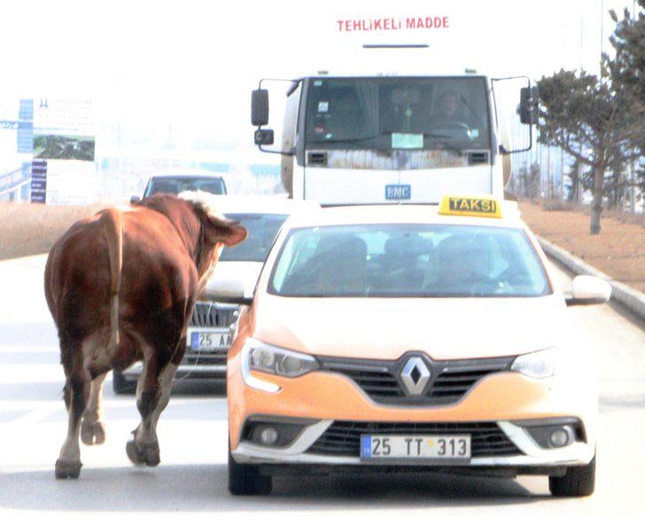 Sahibinden kaçan 1 tonluk boğa ortalığı birbirine kattı G3