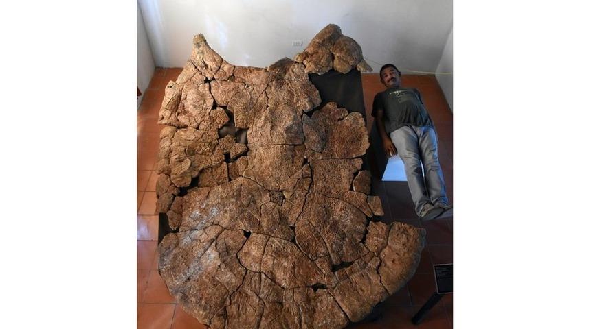 Araba b&uuml;y&uuml;kl&uuml;ğ&uuml;nde kaplumbağa fosili bulundu