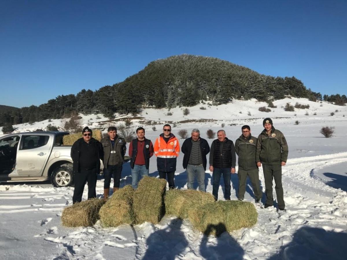 Yaban hayvanları i&ccedil;in doğaya yem bırakıldı