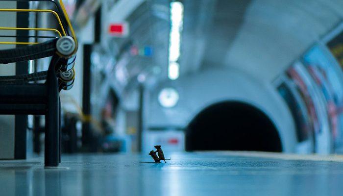 Vahşi Yaşam Fotoğraf ödülleri birincisi belli oldu: Metroda 'kavga eden fareler'