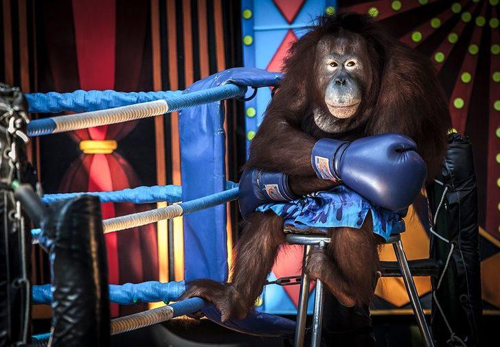 Vahşi Yaşam Fotoğraf ödülleri birincisi belli oldu: Metroda 'kavga eden fareler'   G1