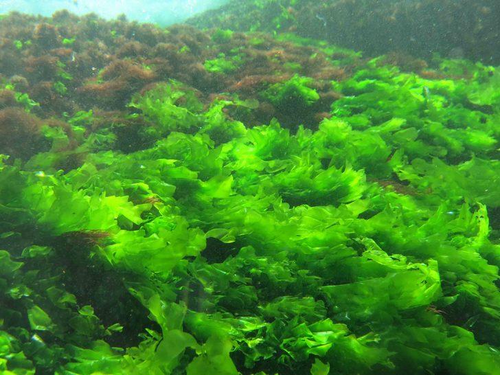 İstanbul'un gizemli adası Vordonisi ilk kez görüntülendi G3