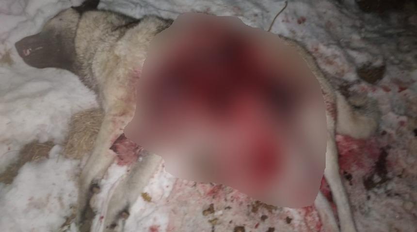 A&ccedil; kurt s&uuml;r&uuml;s&uuml; k&ouml;peği par&ccedil;aladı