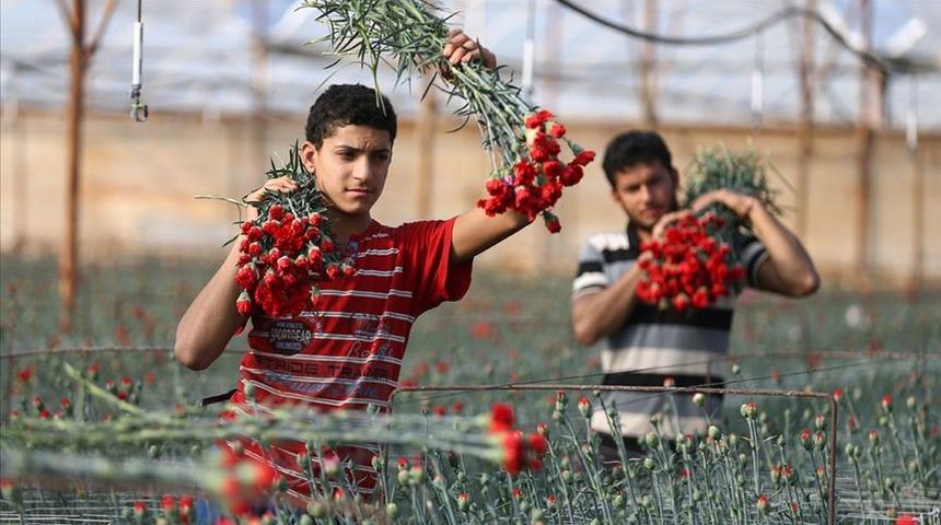  Türkiye'de en çok üretilen kesme çiçek 'karanfil' oldu