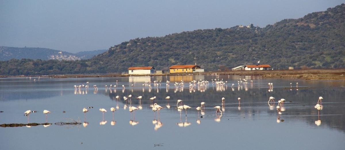 Flamingolar Bodrum&rsquo;a akın etti