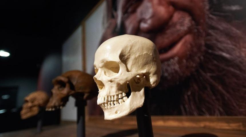 Batı Afrika&rsquo;da &lsquo;hayalet&rsquo; insan t&uuml;r&uuml;ne ait bulgular ortaya &ccedil;ıktı