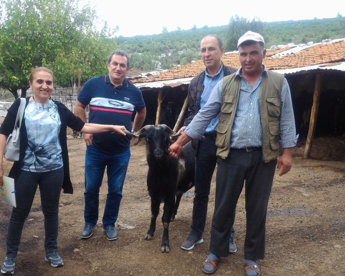 Muğla&rsquo;da &lsquo;teke değişim&rsquo; projesi