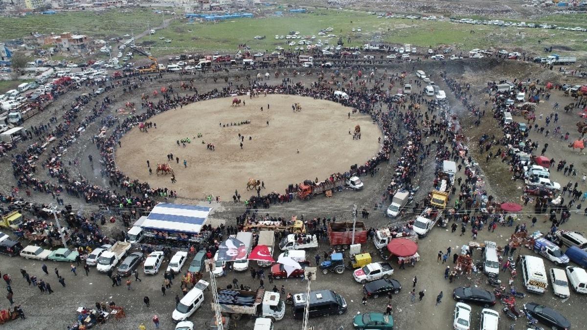 Salihli&rsquo;deki deve g&uuml;reşi festivali 23 Şubat&rsquo;ta yapılacak