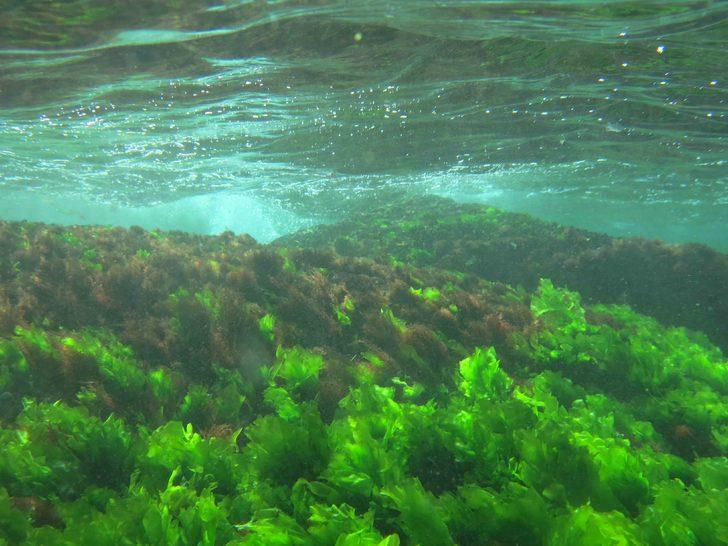 İstanbul'un gizemli adası Vordonisi ilk kez görüntülendi G2