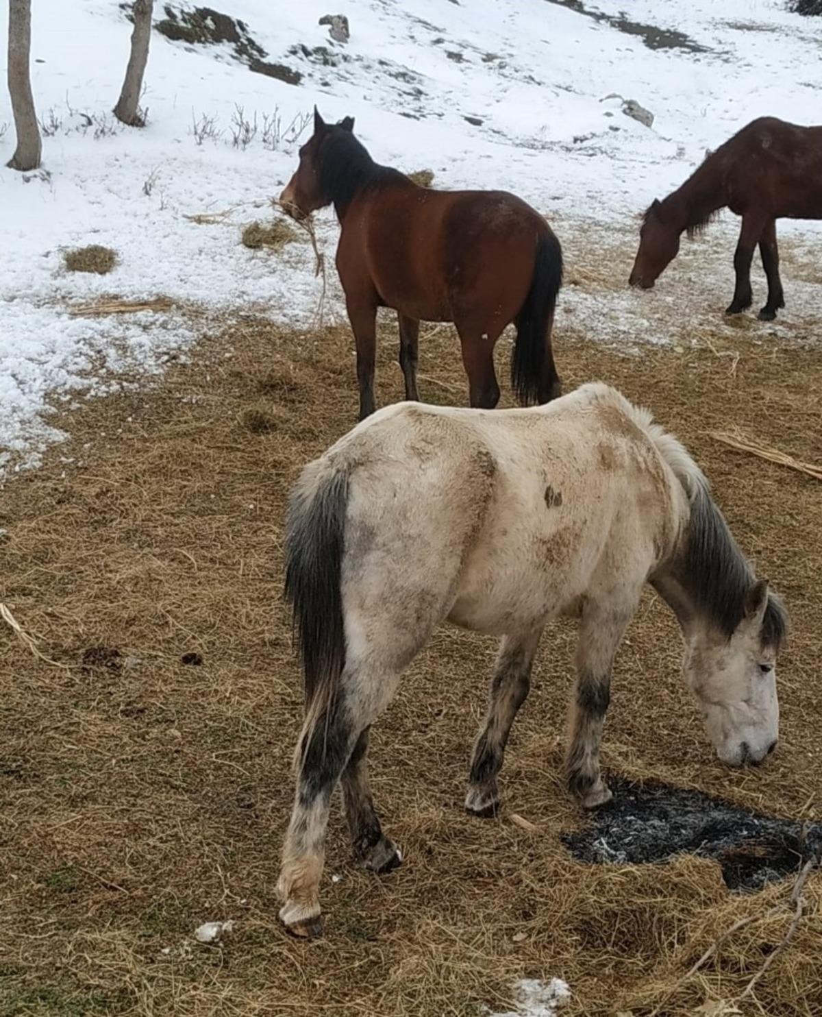 Derecik&rsquo;te donmak &uuml;zere olan sahipsiz atlar kurtarıldı