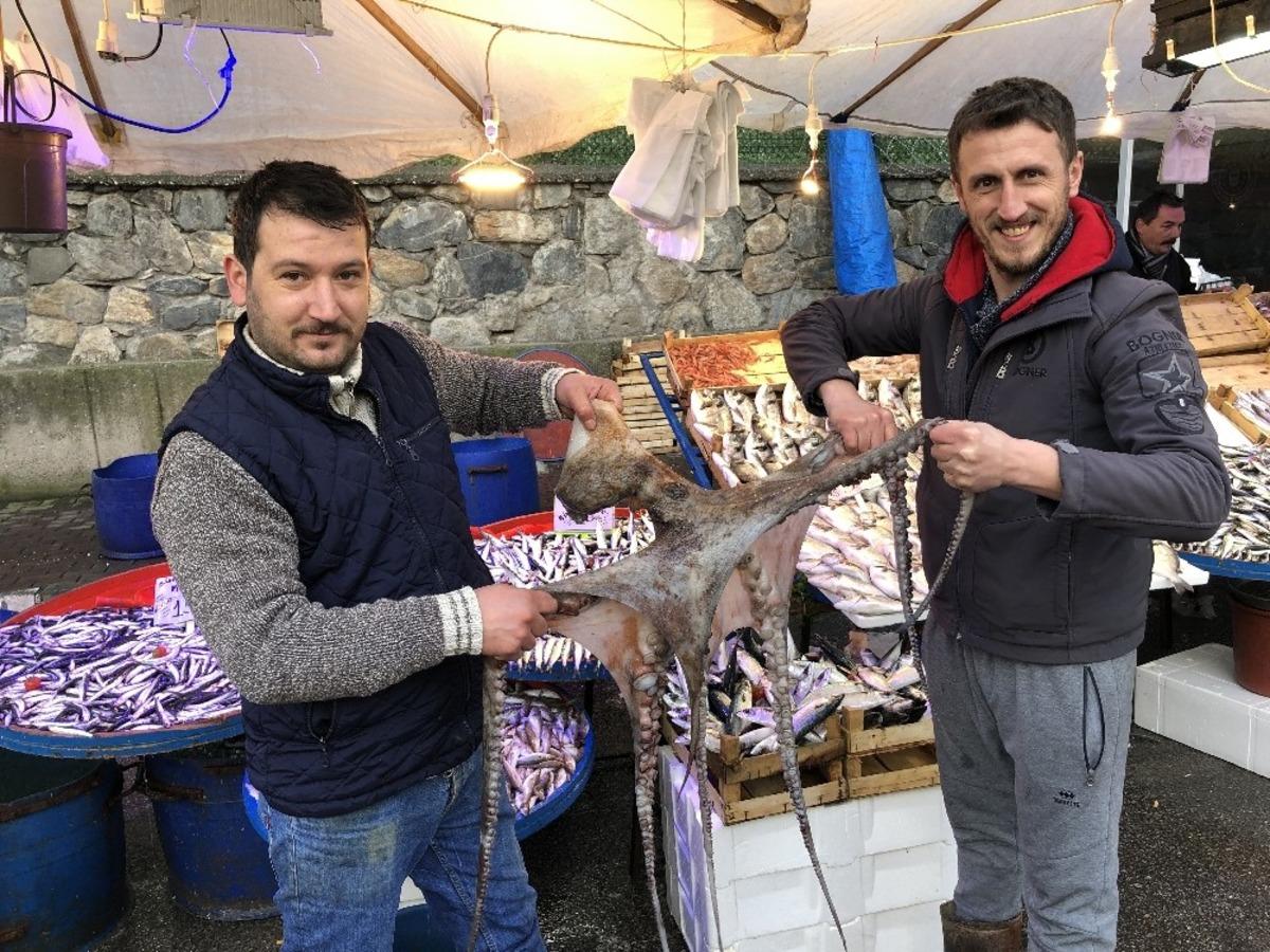 G&ouml;ren d&ouml;n&uuml;p bir daha baktı... 3 metrelik ahtapot ilgi odağı oldu